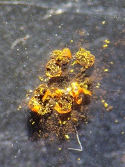 Willkommlangea reticulata