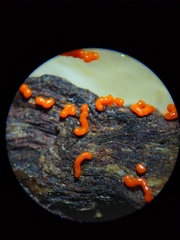 Willkommlangea reticulata