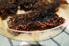 Willkommlangea reticulata