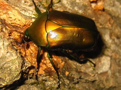 Pseudotorynorrhina japonica