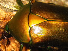 Pseudotorynorrhina japonica