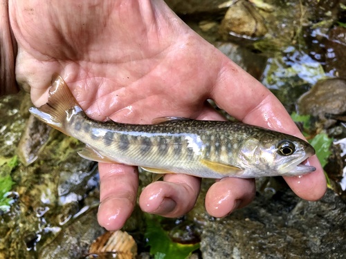 Whitespotted Char