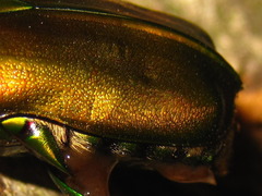 Pseudotorynorrhina japonica