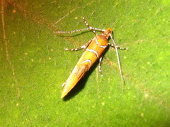 Promalactis odaiensis