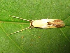 Opogona nipponica
