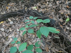 Ficus grossularioides
