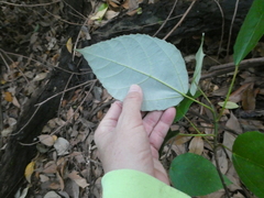 Ficus grossularioides