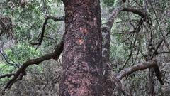Pleurostylia capensis