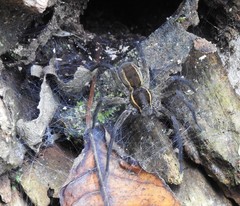 Aglaoctenus yacytata