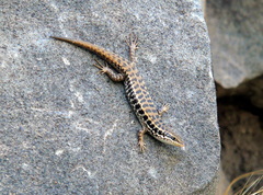 Heremites auratus