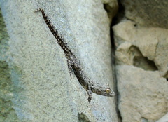 Mediodactylus heterocercus