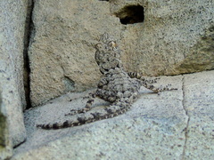 Mediodactylus heterocercus