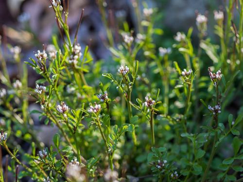 Cardamine hirsuta