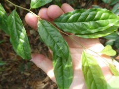 Symplocos paniculata