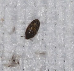 Litargops multiguttatus