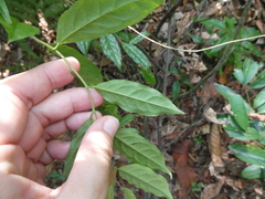 Symplocos paniculata