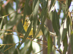 Gerygone olivacea