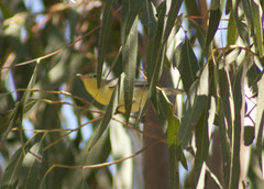 Gerygone olivacea