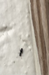 Technomyrmex difficilis