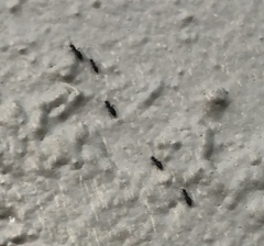 Technomyrmex difficilis