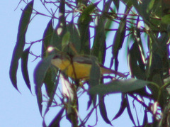 Gerygone olivacea
