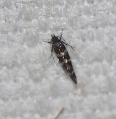 Stagmatophora argyrostrepta