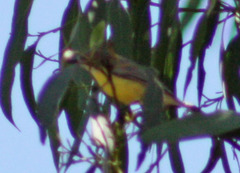 Gerygone olivacea