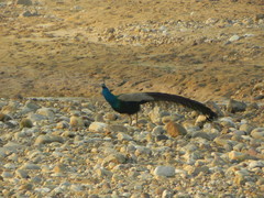 Pavo cristatus