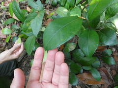 Ficus punctata
