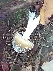 Amanita pantherina