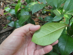 Ficus punctata