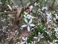 Philotheca hispidula