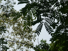 Archidendron clypearia