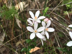 Philotheca hispidula