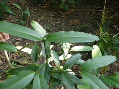 Calophyllum soulattri