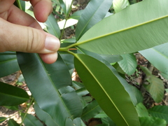 Calophyllum soulattri