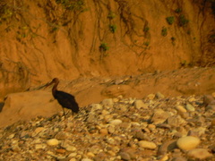 Ciconia nigra