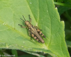 Booneacris glacialis