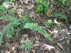 Asplenium longissimum