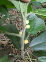 Ficus aurata