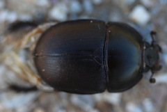 Sericotrupes niger