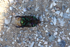Sericotrupes niger