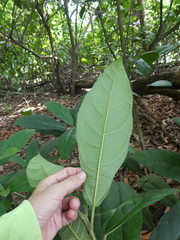 Ficus aurata