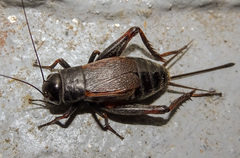 Gryllus pennsylvanicus