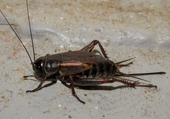 Gryllus pennsylvanicus