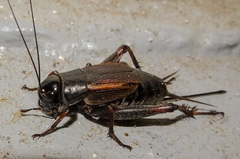 Gryllus pennsylvanicus