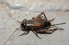 Gryllus pennsylvanicus
