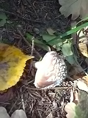 Amanita pantherina