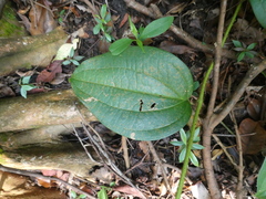 Smilax setosa