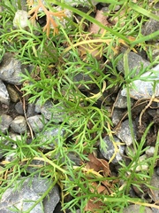 Matricaria discoidea